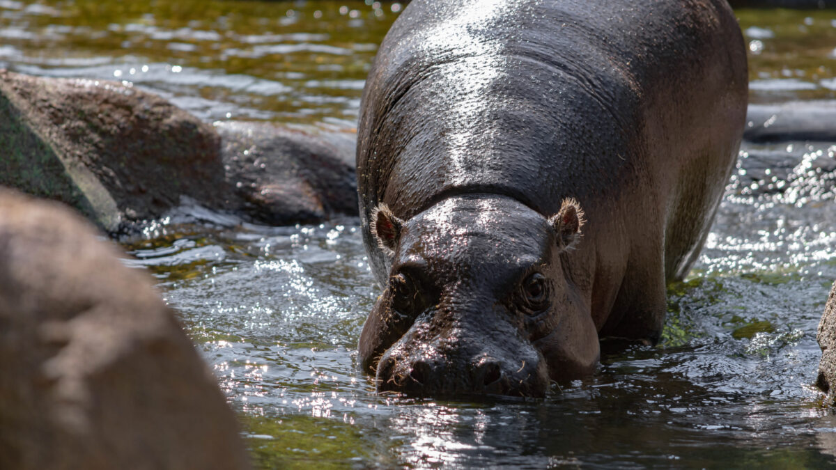 Pygmy Hippos