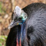Southern Cassowary