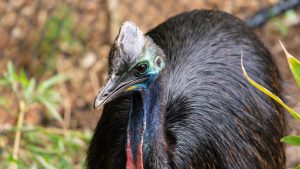 Southern Cassowary