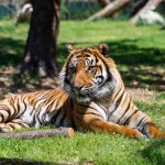Sumatran tiger, Rocky