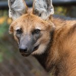 Maned Wolf