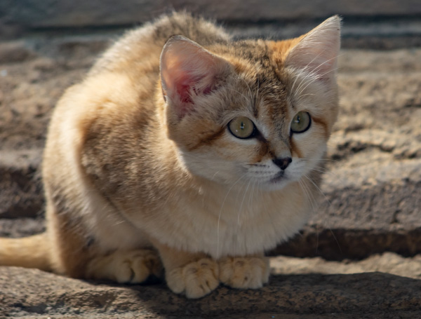 Sand Cat