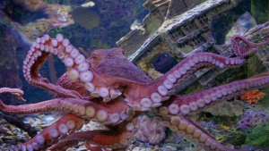 Giant Pacific Octopus