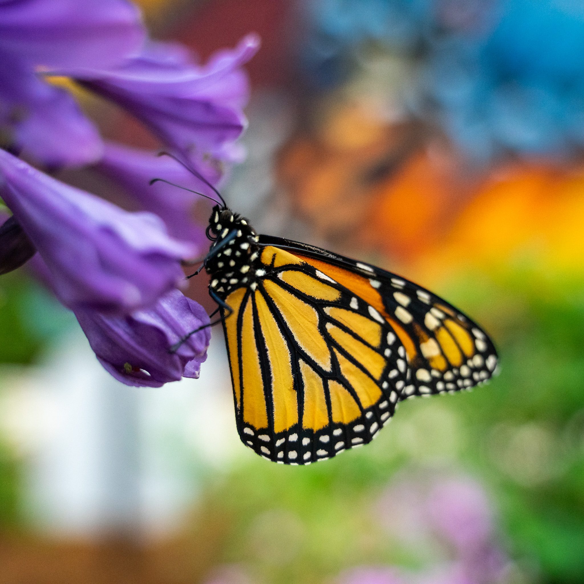 Butterfly House-3