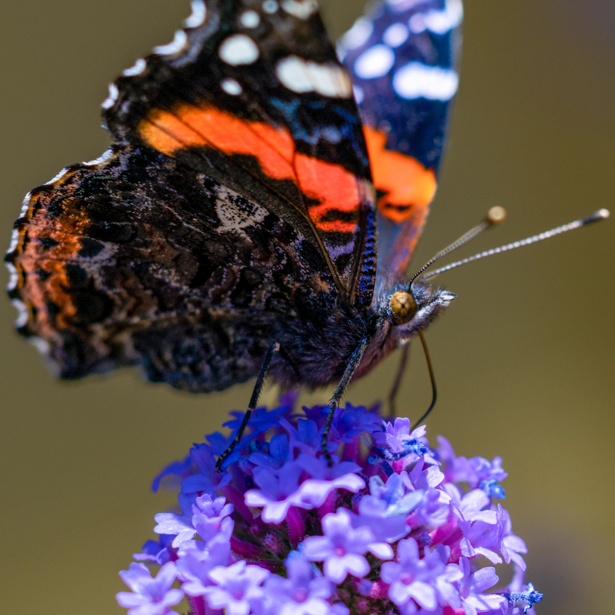Butterfly House-5