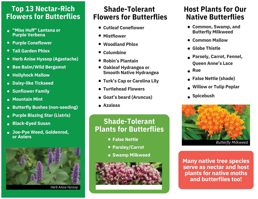 ButterflyBrochure pg2