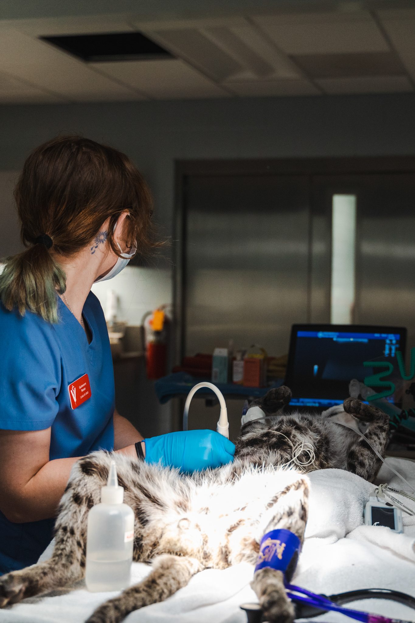 Vet Externship