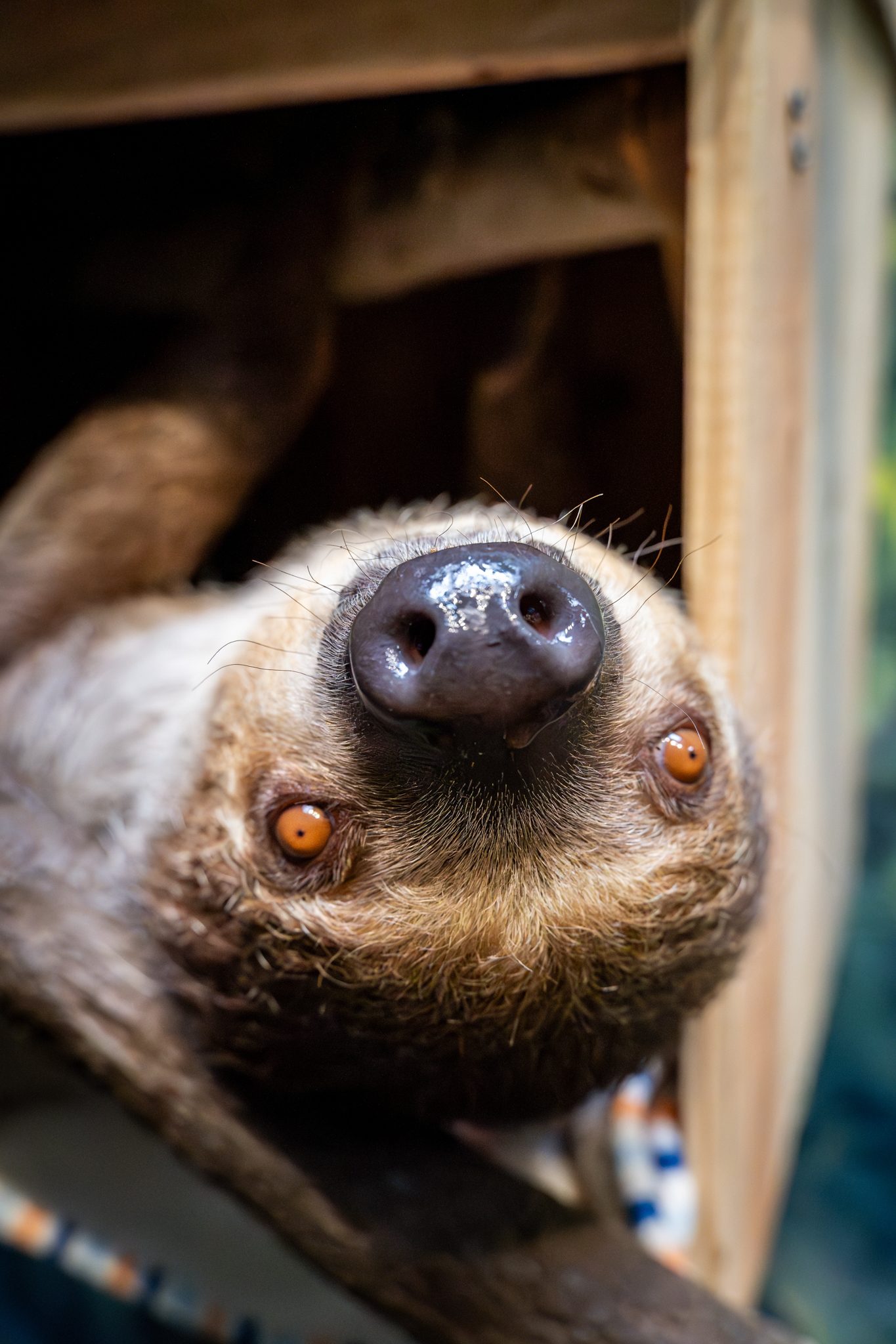 Indie the Sloth
