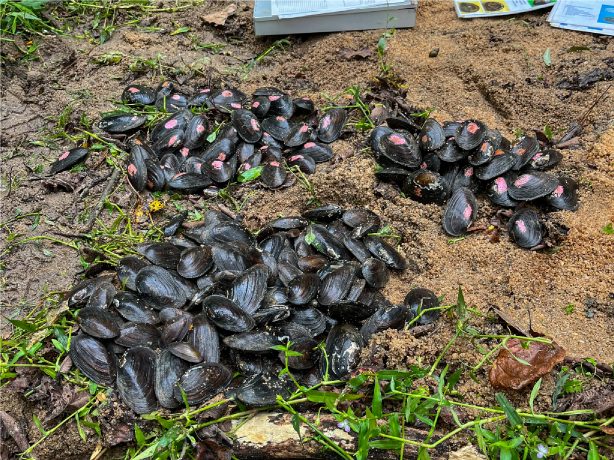 Mussels-4