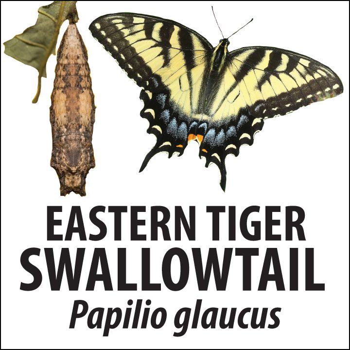 eastern-tiger-swallowtail-id