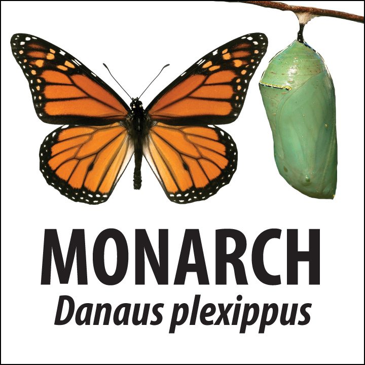 monarch-id