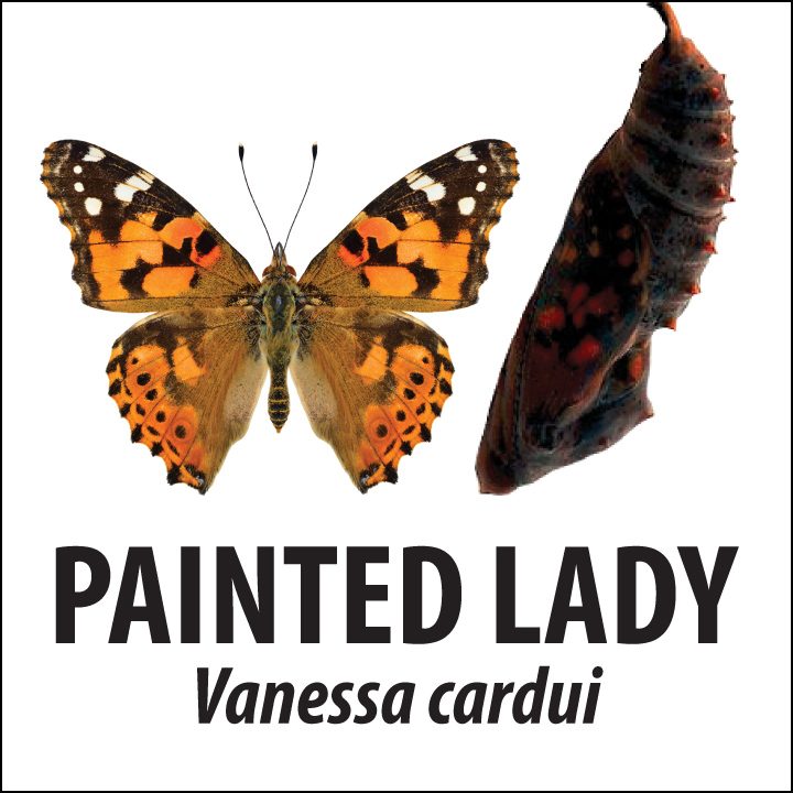 painted-lady-id